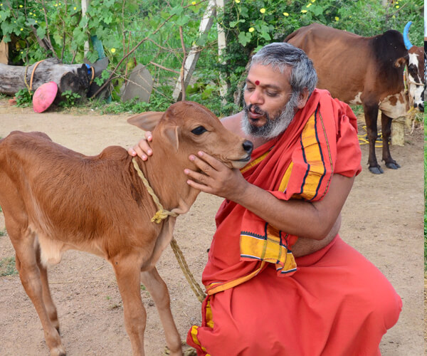 Cow protections with our swamiji