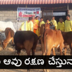 cow-protection-news